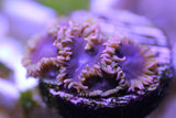 Purple Puddle