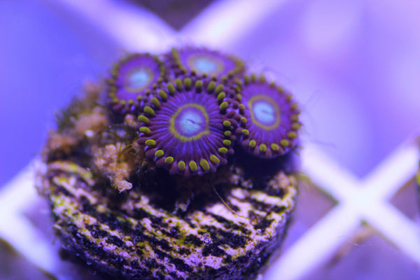 Blue Hornet - SPECIAL OFFER – JPCoralFrags