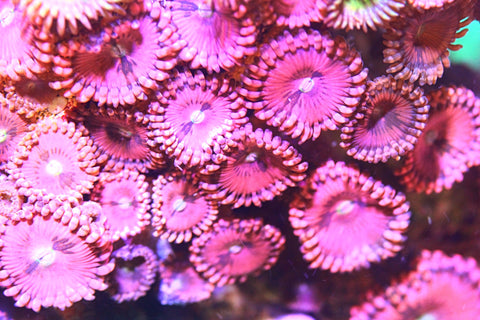 Pink Sakura