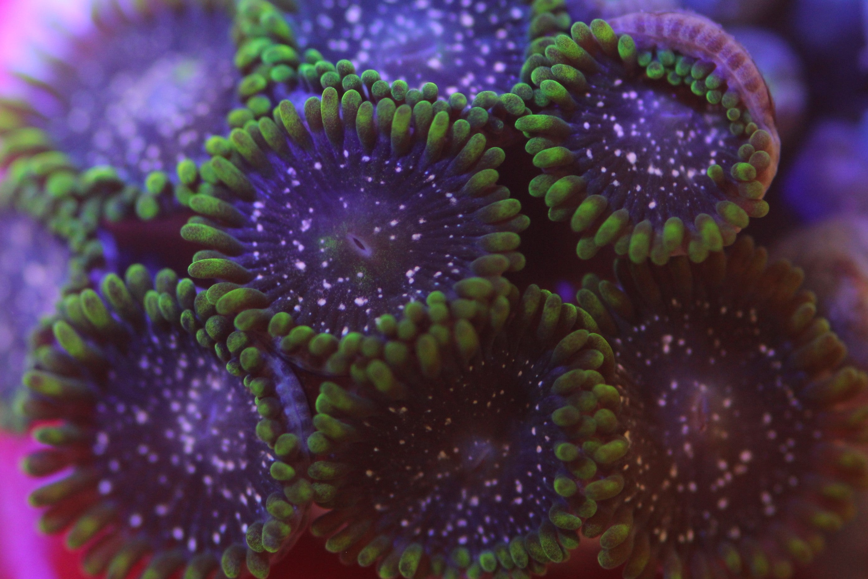 Blackberry Voodoo – JPCoralFrags