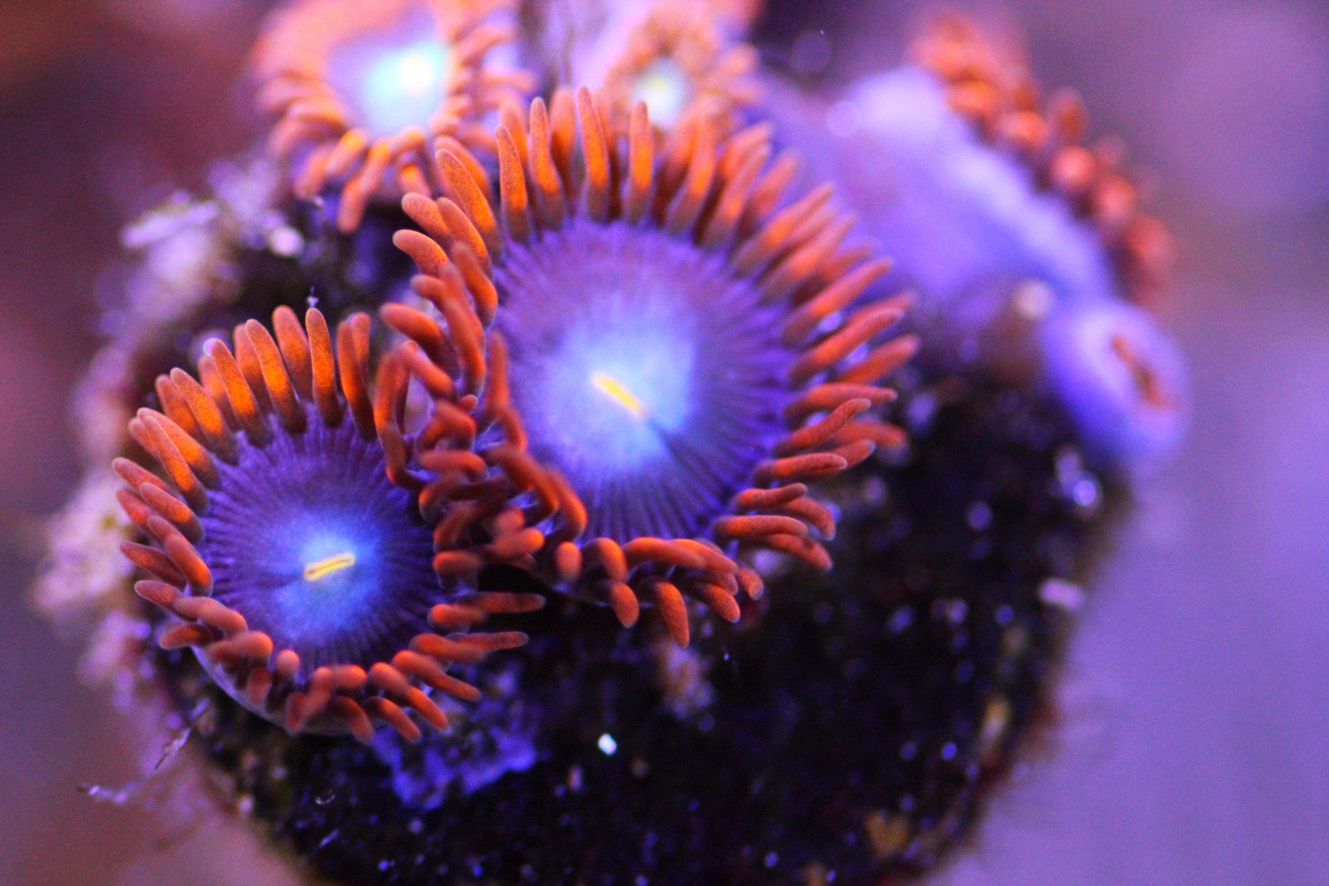 CB Punk Rocker. – JPCoralFrags