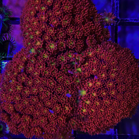 Iron Man Goniopora