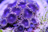 Purple Puddle