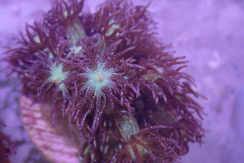 Ultra Glitter Goniopora